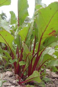 Zanahorias dulces y raíces dulces SESE 2021 Zanahorias dulces y raíces dulces SESE
