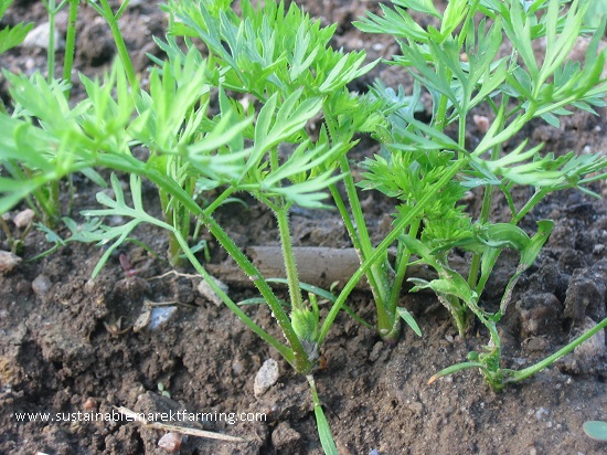 Zanahorias dulces y raíces dulces SESE 2021 Zanahorias dulces y raíces dulces SESE
