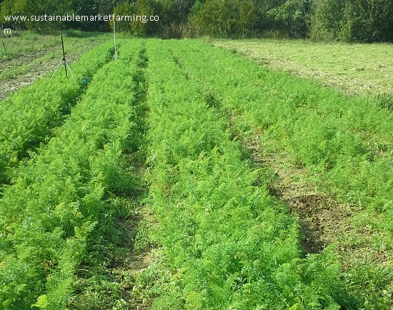 Zanahorias dulces y raíces dulces SESE 2021 Zanahorias dulces y raíces dulces SESE