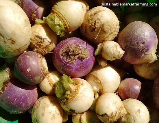 Zanahorias dulces y raíces dulces SESE 2021 Zanahorias dulces y raíces dulces SESE