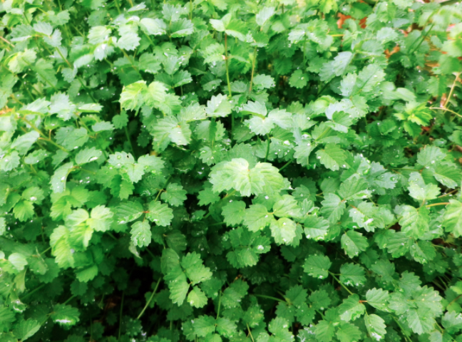 Cultiva un jardín de hierbas perennes | Estiércoles