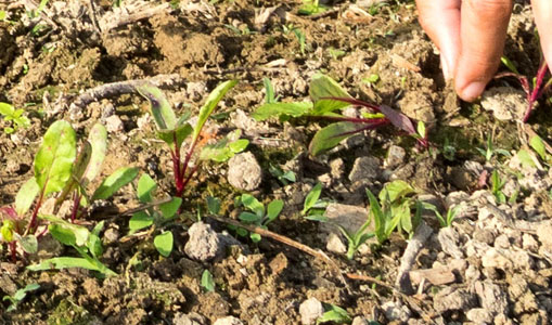 Beet Seedlings