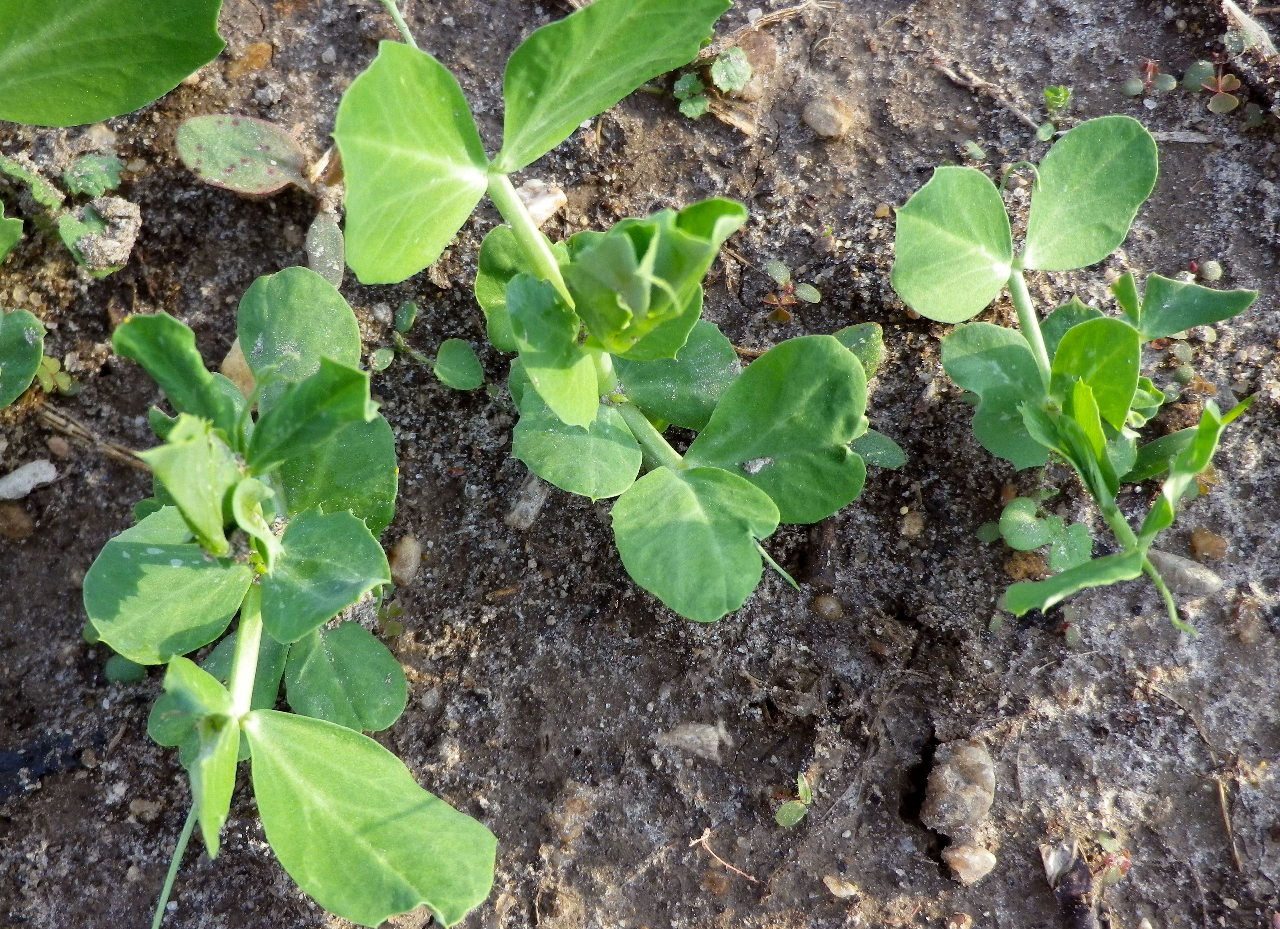 Pea Growing Guide