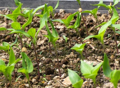 Pepper Growing Guide