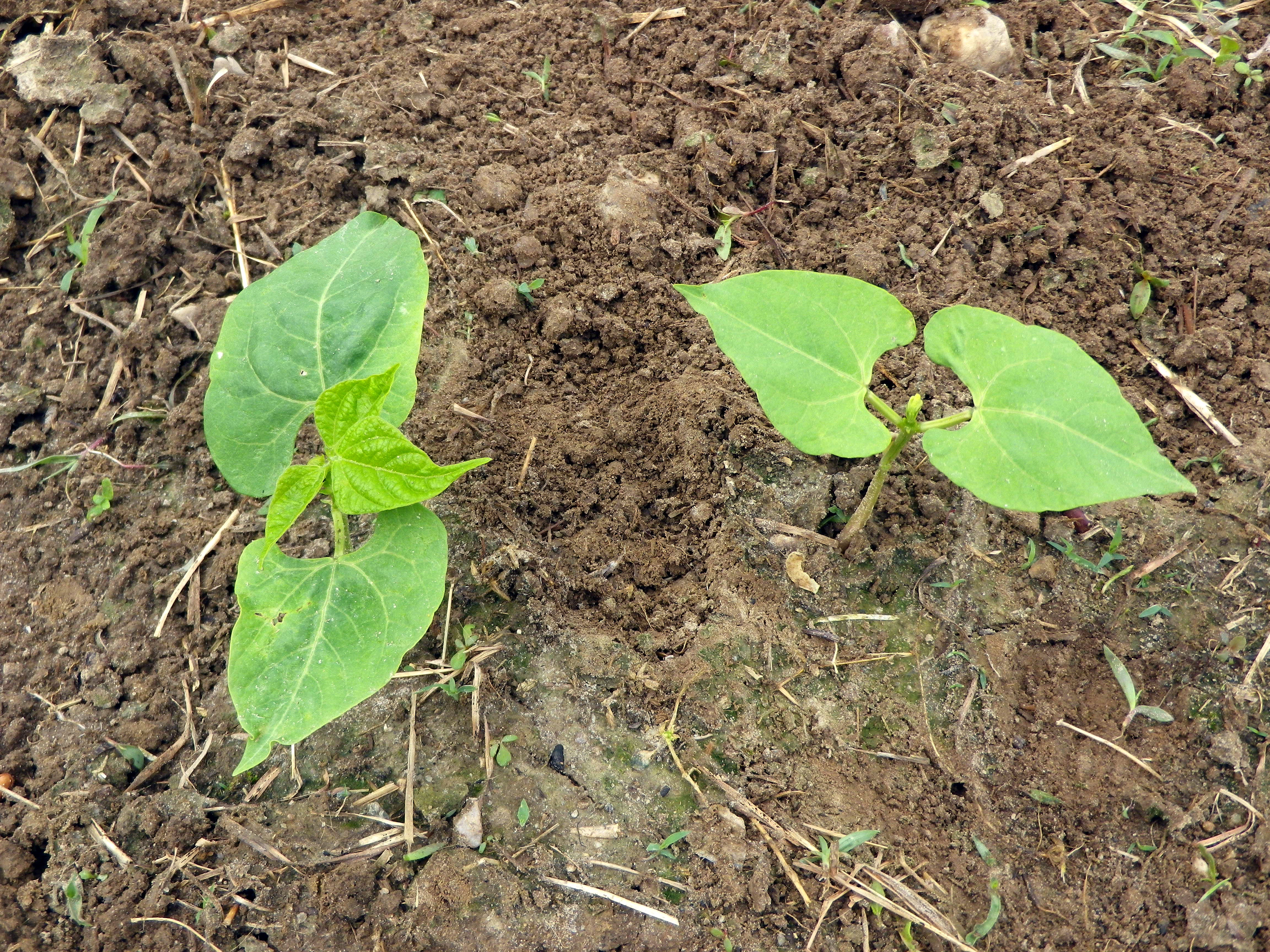Snap Bean Seedlings
