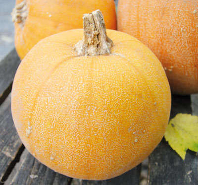 Winter Luxury Pie Pumpkin