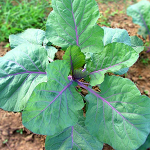 Contender bush bean