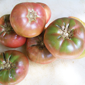 Cherokee purple tomato