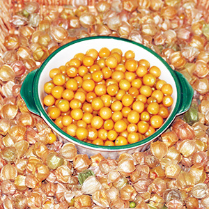 Cossack Pineapple ground cherries