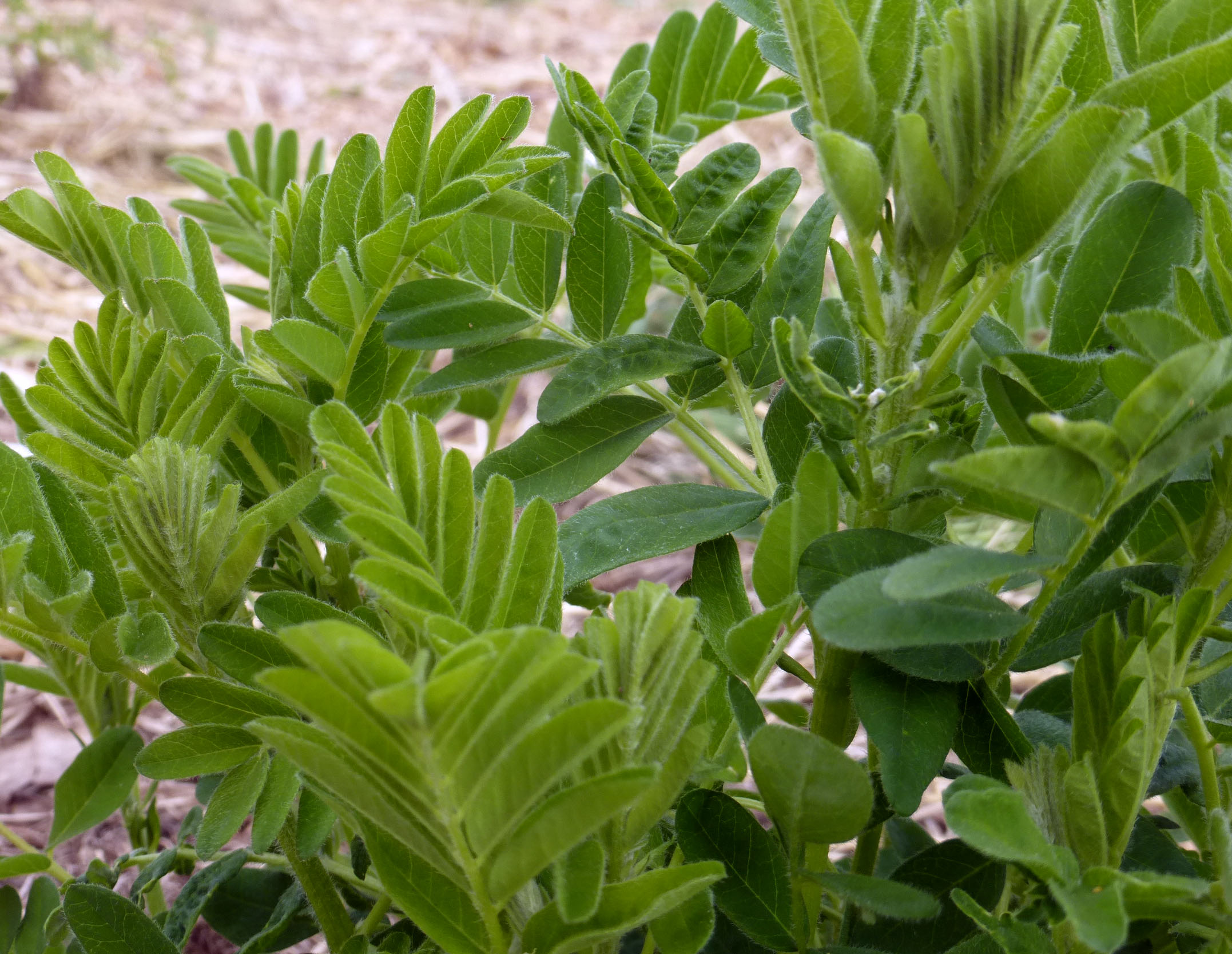 Astragalus (Chinese Milk Vetch), 0.2 g Southern Exposure Seed