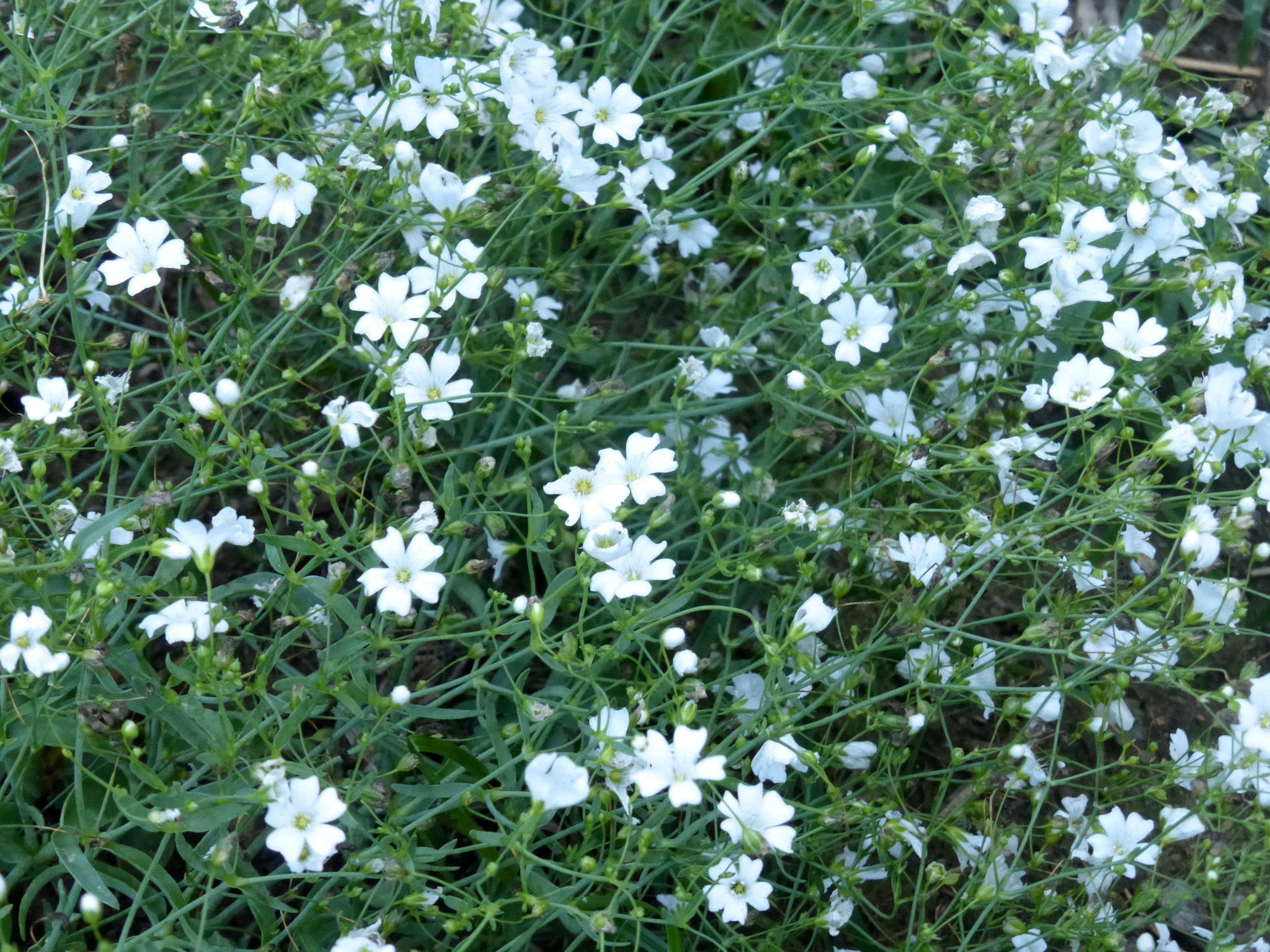 Гипсофила ползучая Альба (Gypsophila repens Alba)