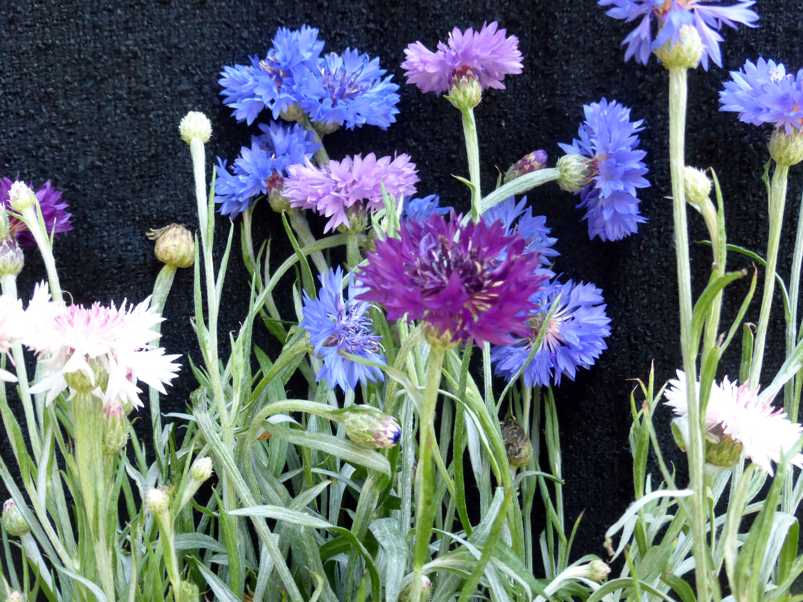Bachelor's Button, Polka Dot, 0.5 g Southern Exposure Seed Exchange