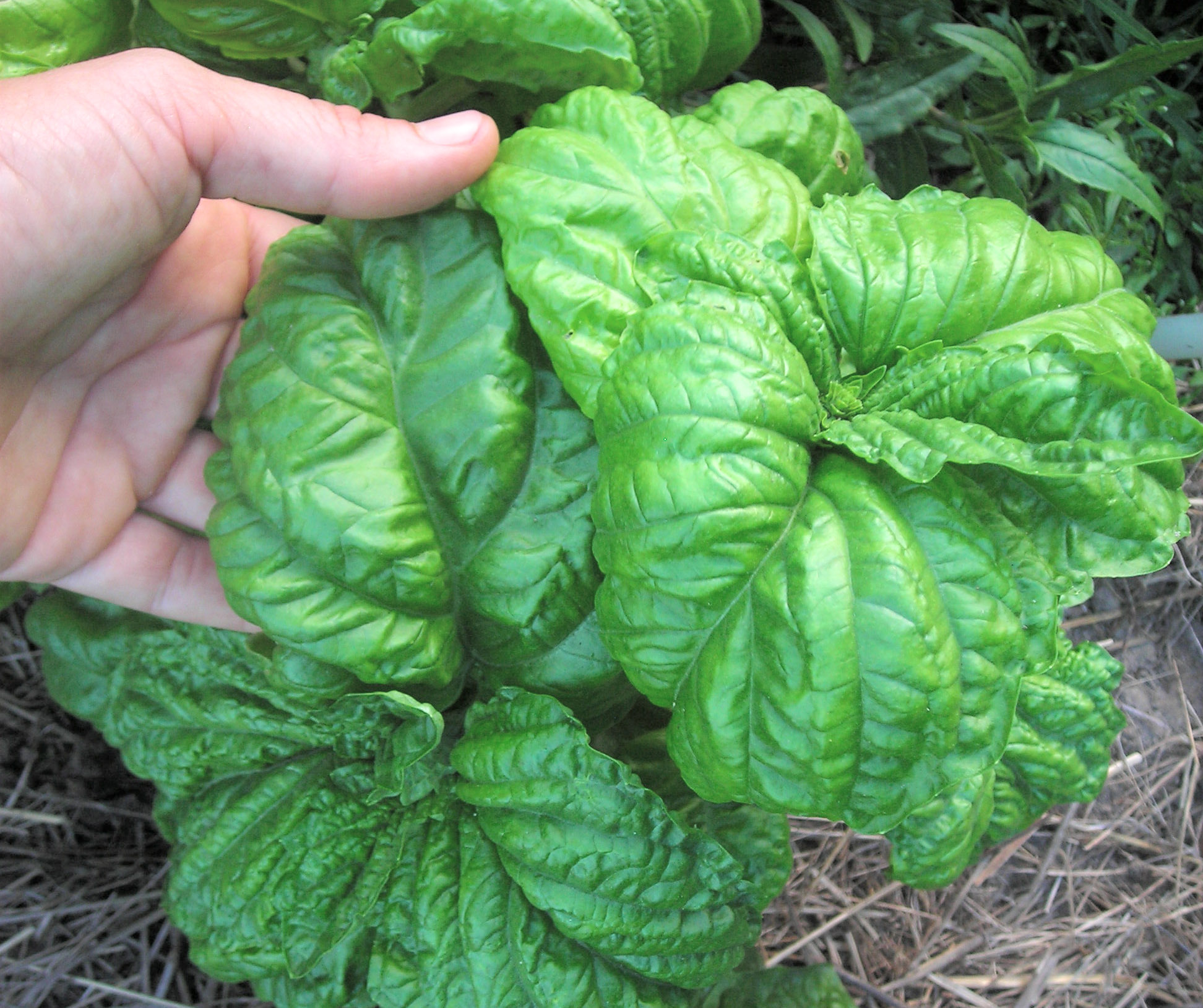 Mammoth Basil, 0.12 g Southern Exposure Seed Exchange, Saving the