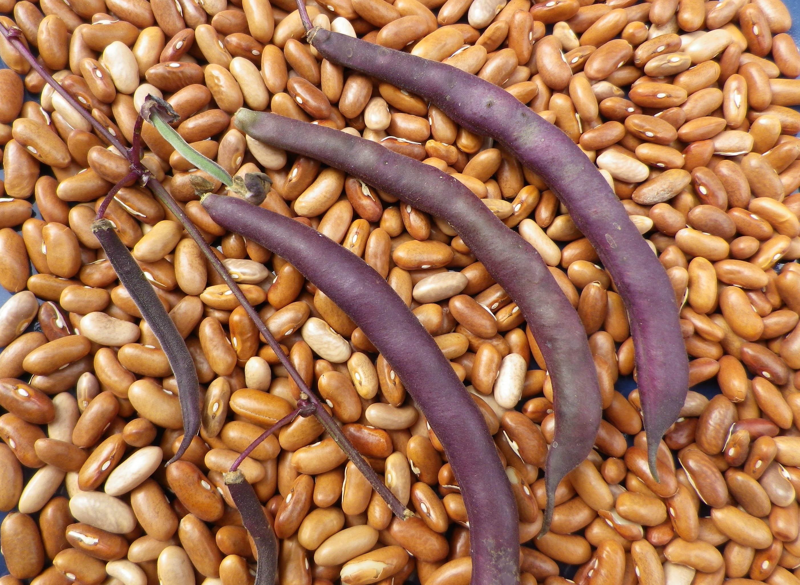 Royalty Purple Pod Bush Snap Bean, bulk size 1/4 lb