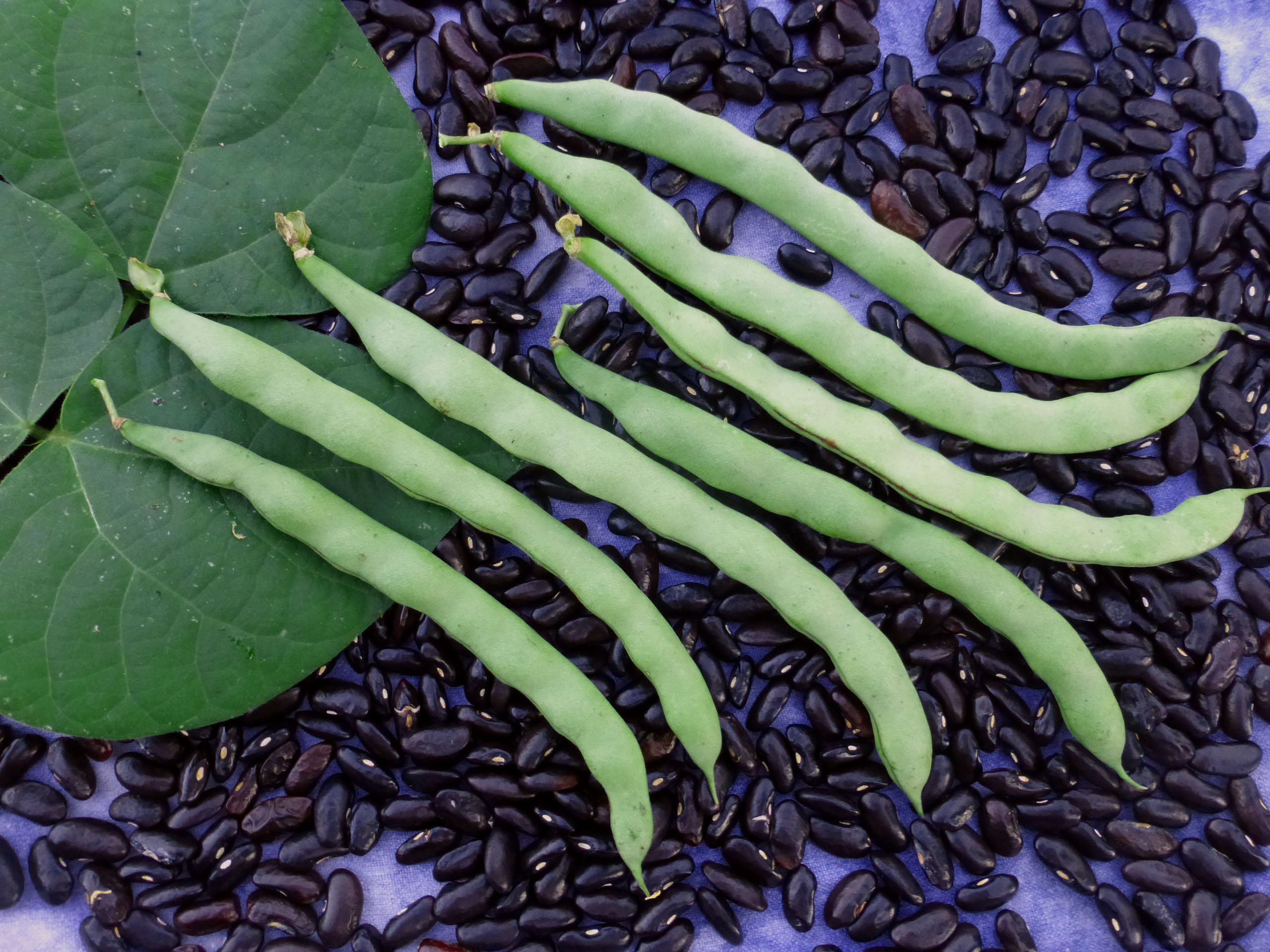 Black-Seeded Kentucky Wonder Pole Snap Bean, 28 g : Southern Exposure