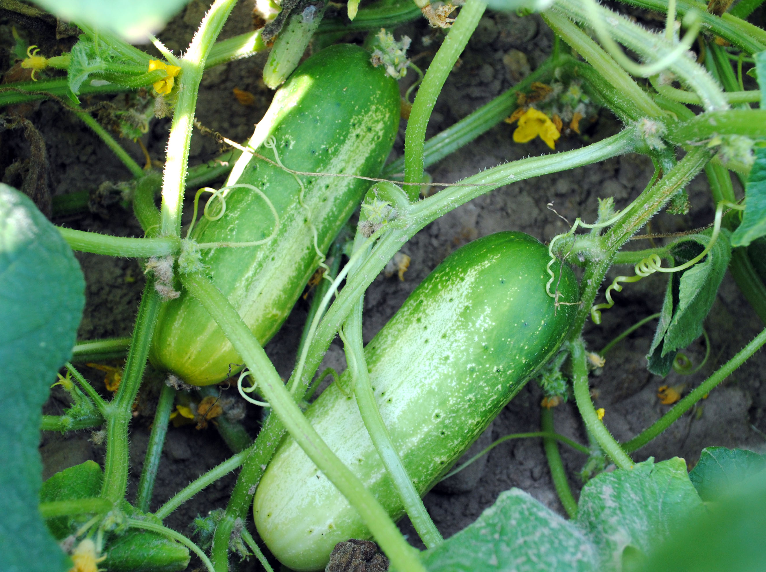Boston Pickling Pickling Cucumber, 2 g : Southern Exposure Seed
