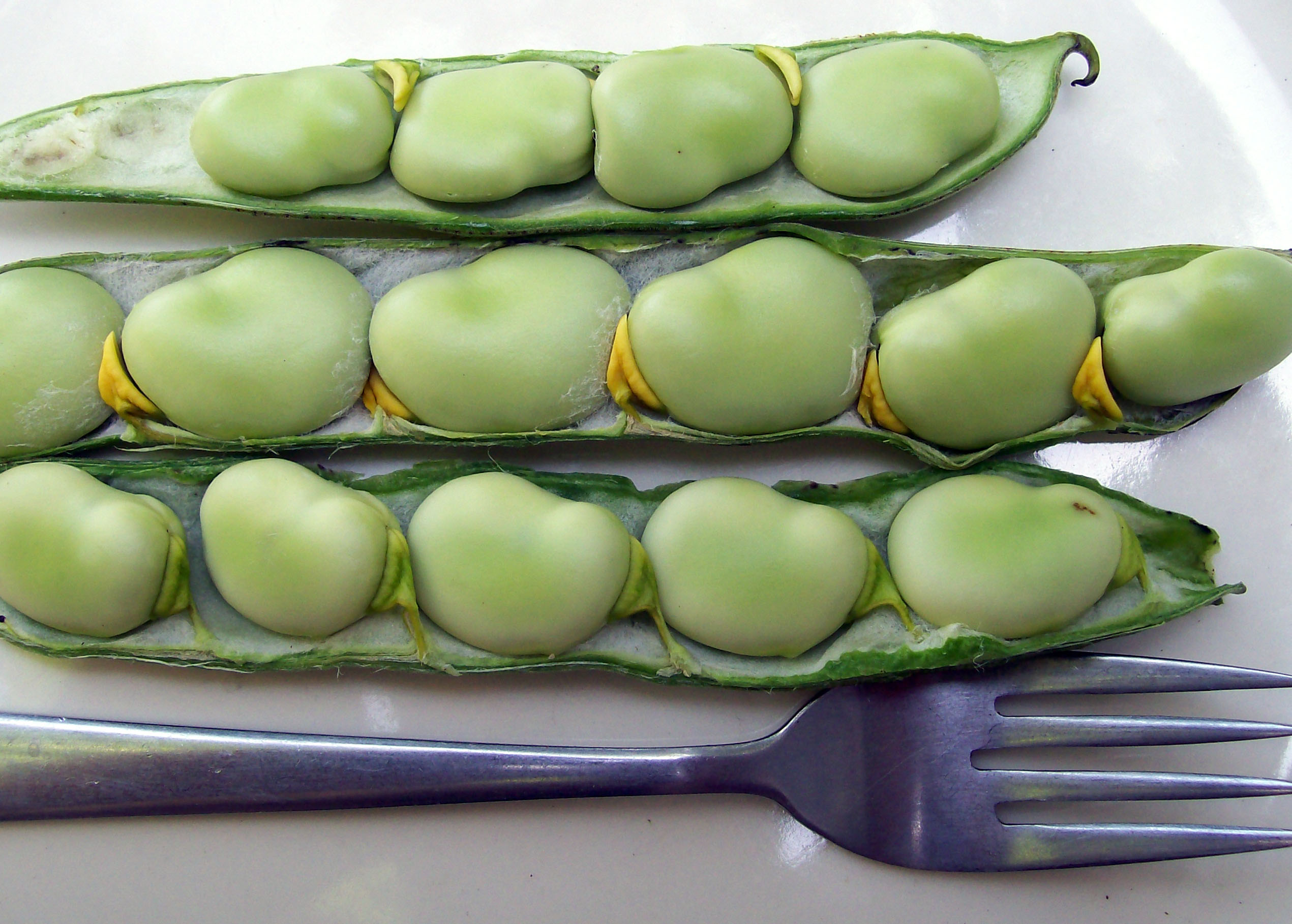Broad Windsor Fava Bean, 42 g : Southern Exposure Seed Exchange, Saving ...
