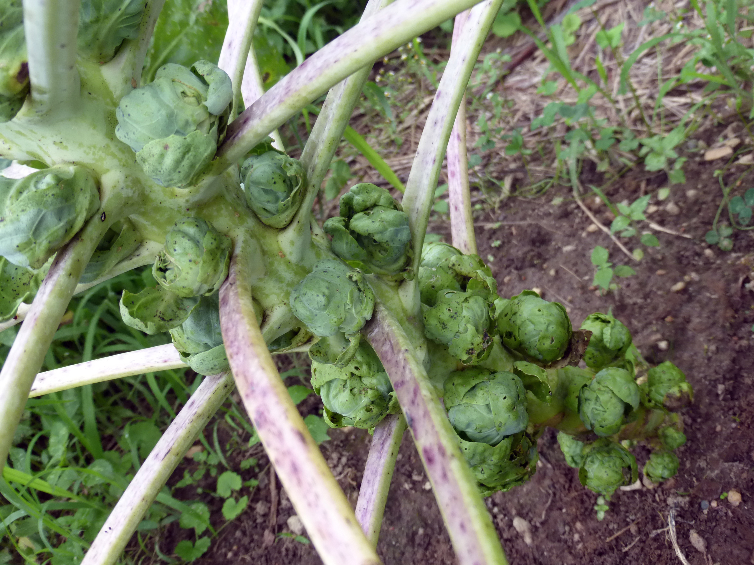 brussel sprout seedlings brussel sprout seedlings