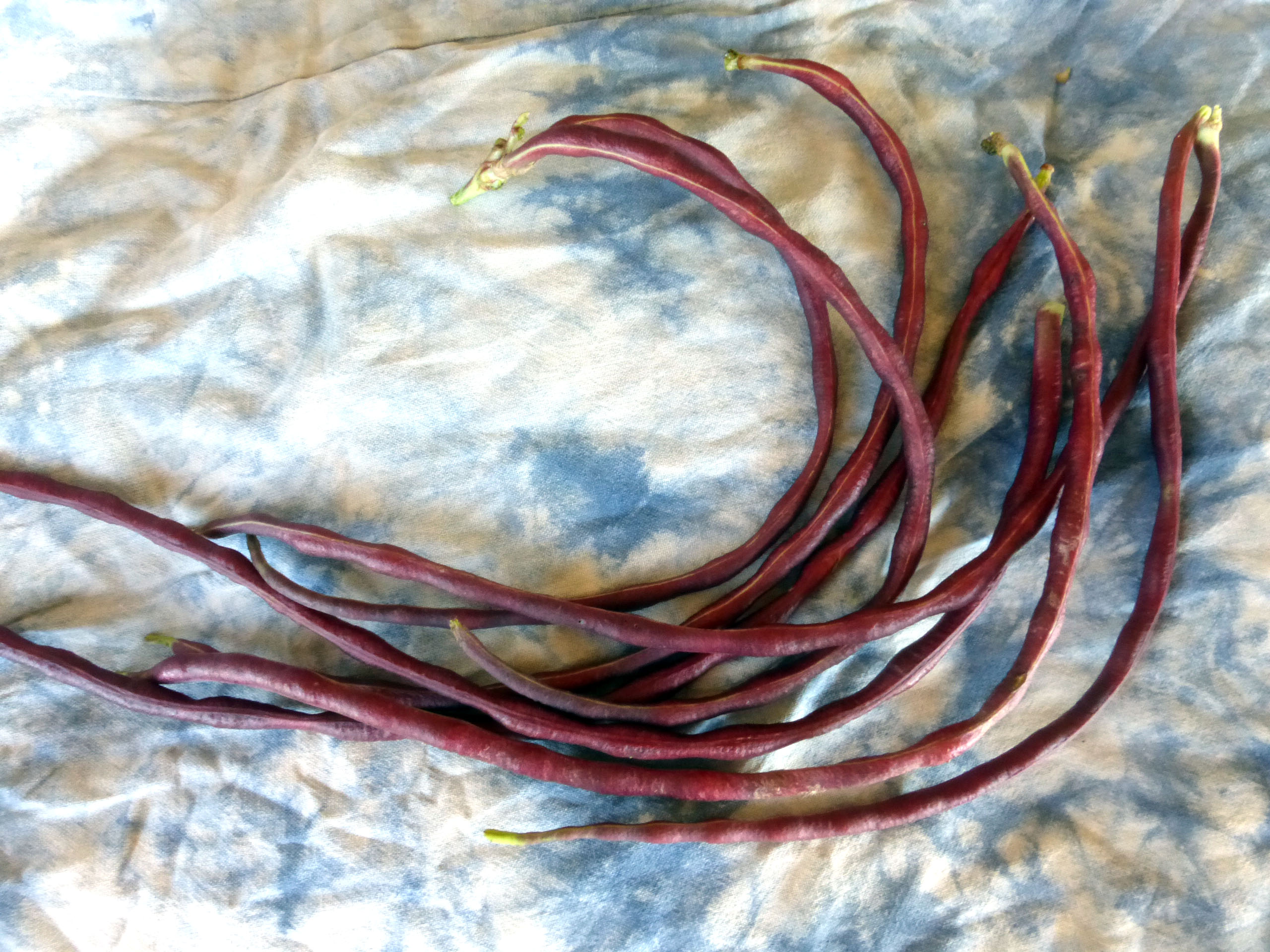 Chinese Red Noodle Asparagus (Yardlong) Bean, 7 g Southern Exposure