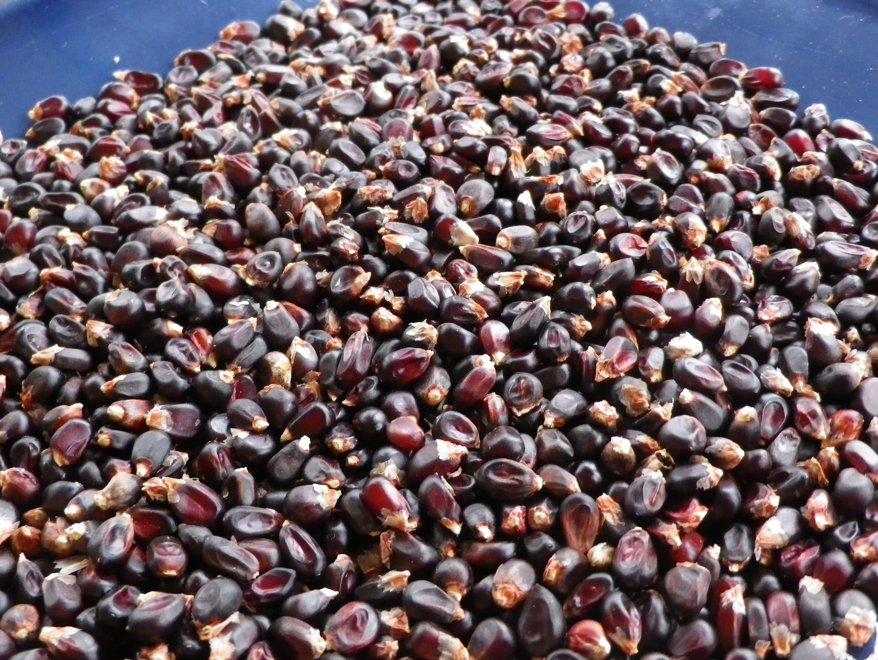 Dakota Black Popcorn, 28 g Southern Exposure Seed