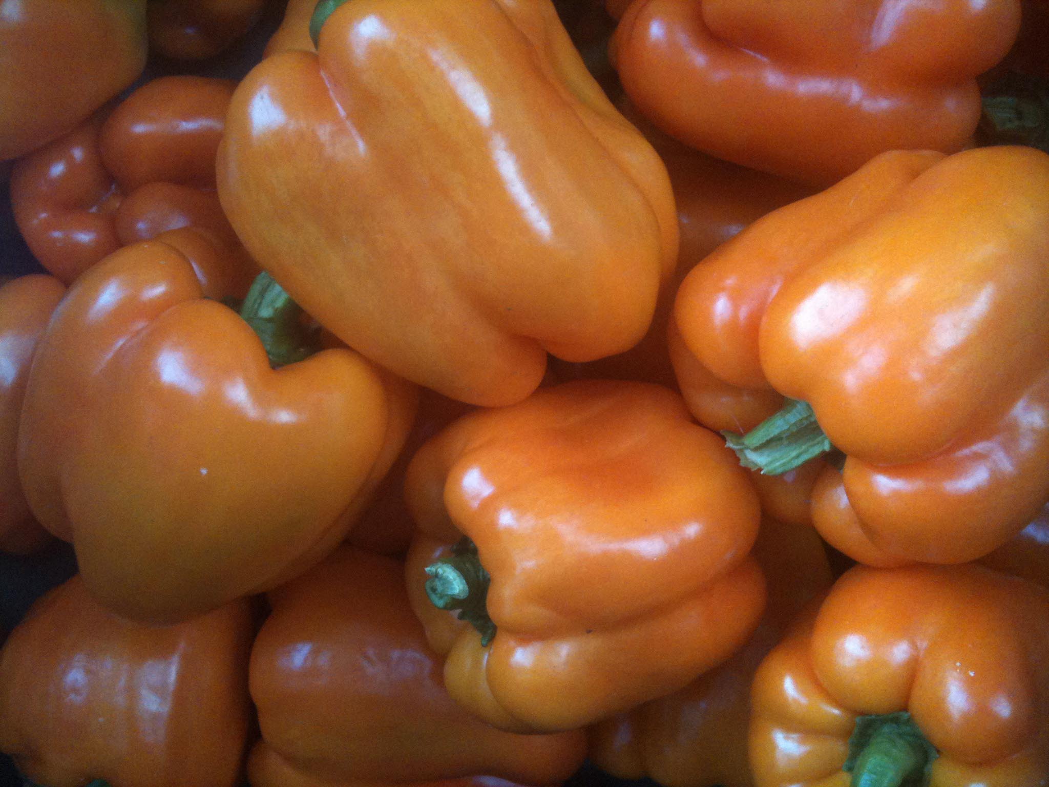 Corona Sweet Bell Pepper, 0.3 g : Southern Exposure Seed Exchange