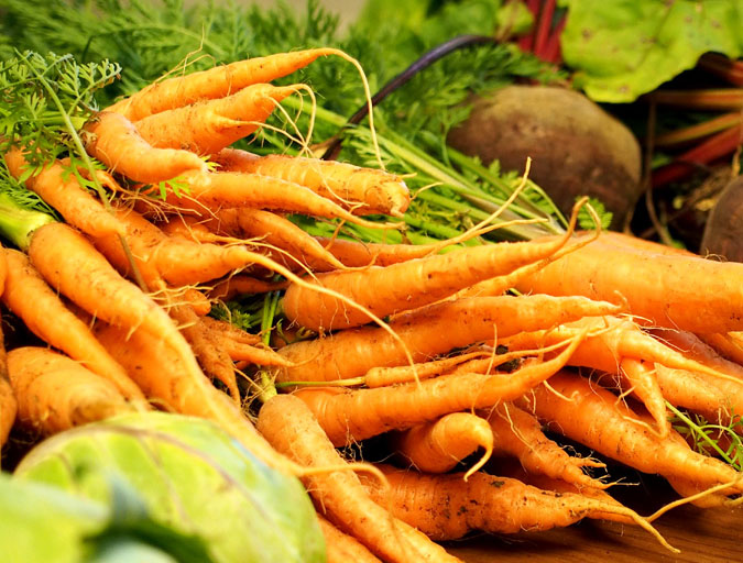 Danvers 126 Carrots, bulk size 28 g Southern Exposure Seed Exchange