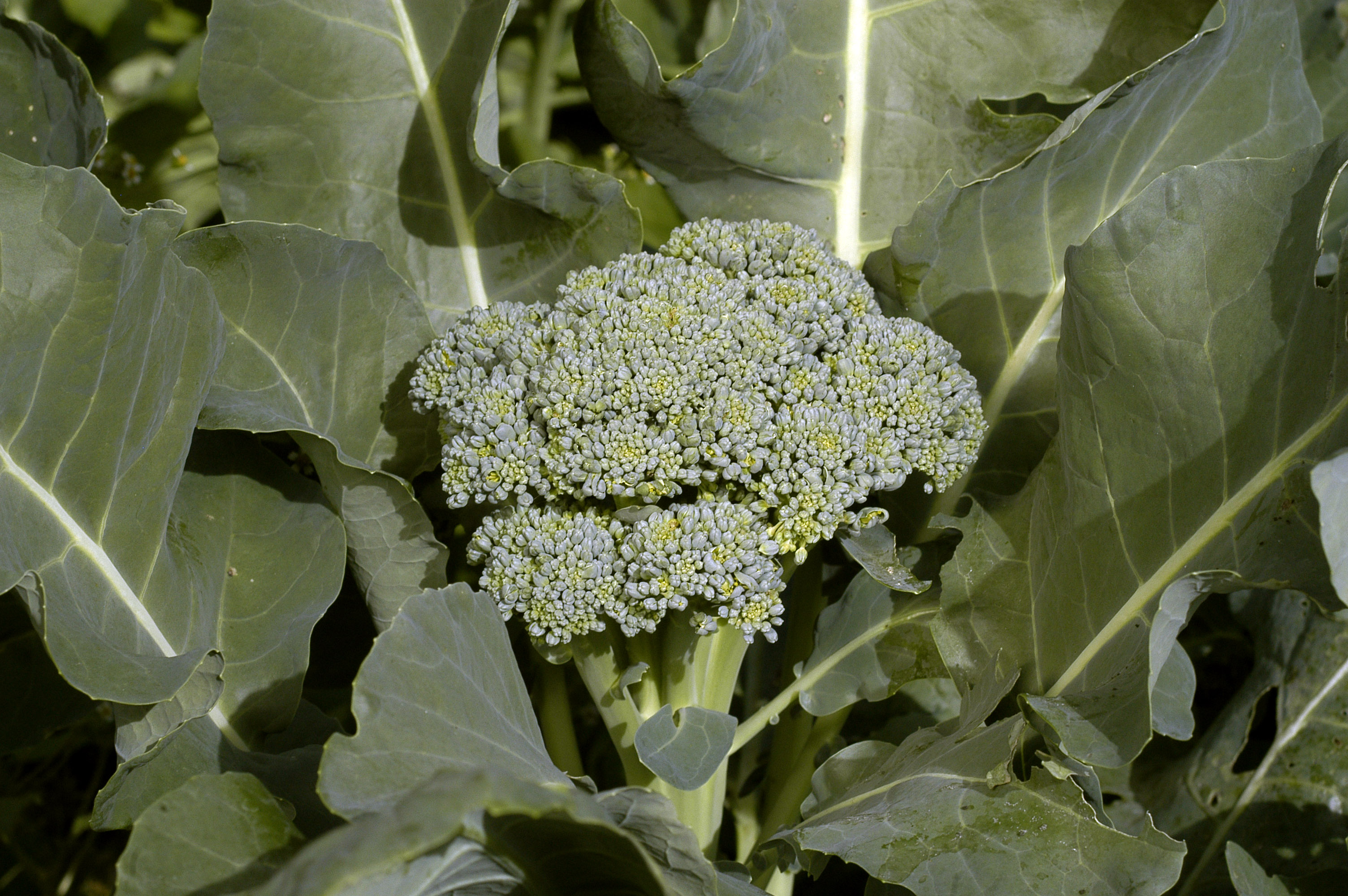 De Cicco Broccoli, 2 g Southern Exposure Seed Exchange, Saving the