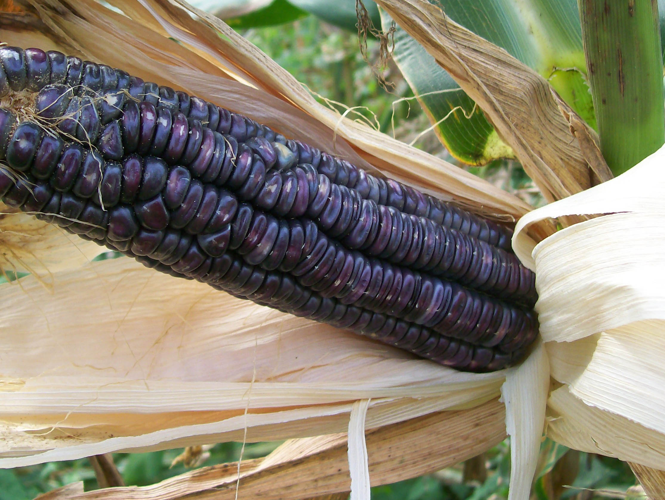 McCormack's Blue Giant Dent Corn, 42 g Southern Exposure Seed