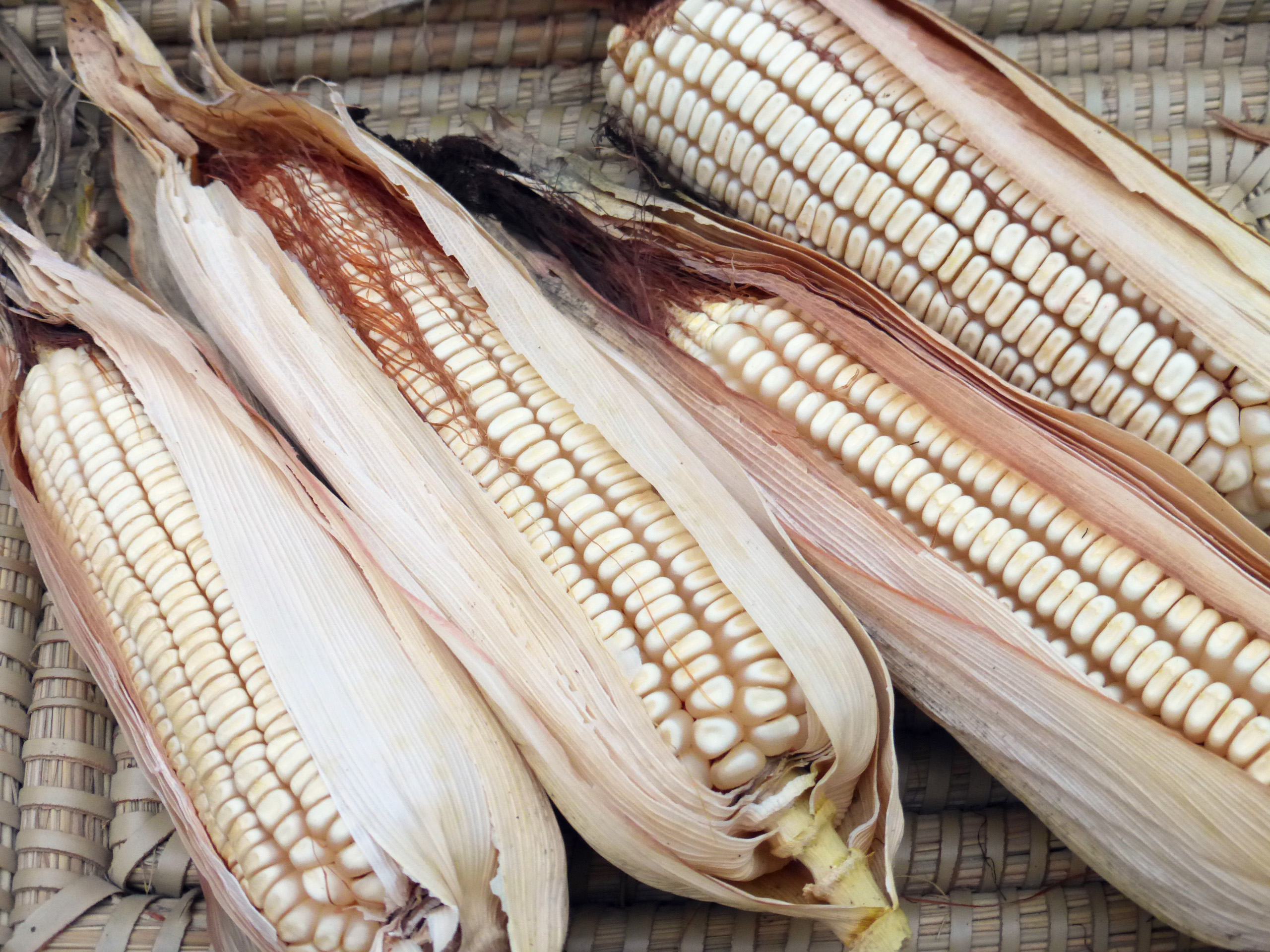 Neal's Paymaster Dent Corn, 42 g Southern Exposure Seed Exchange