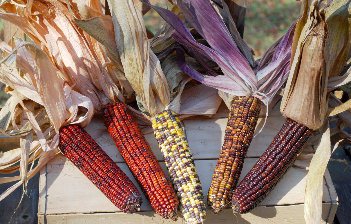 Pungo Creek Butcher Dent Corn, 42 g Southern Exposure Seed Exchange, Saving the Past for the