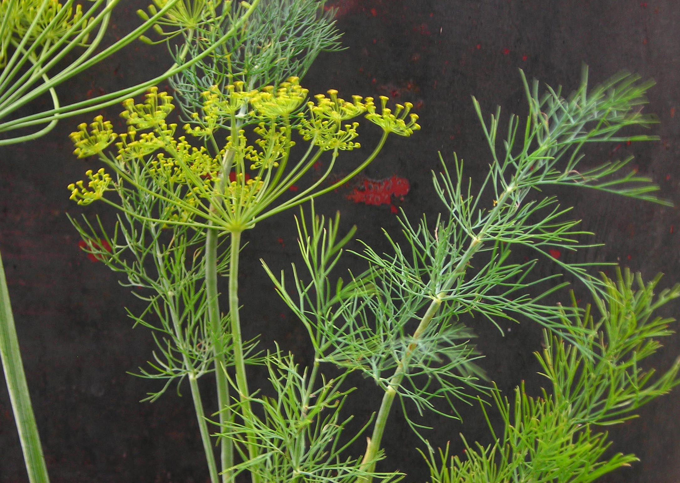 Dill, Dukat, 0.75 g Southern Exposure Seed Exchange