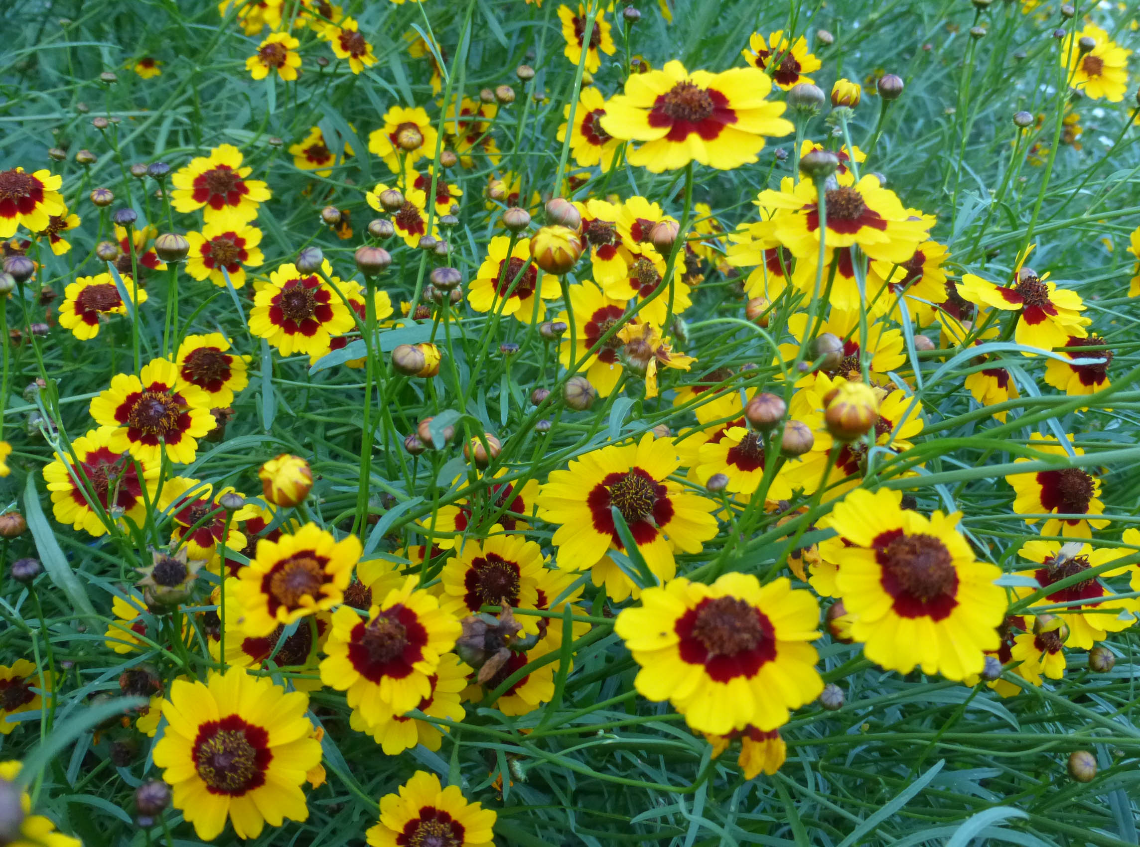 When To Transplant Coreopsis