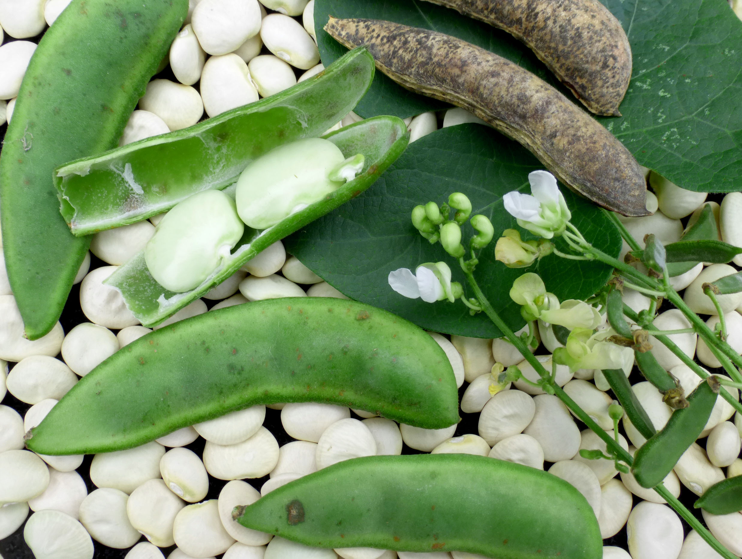 Lima Bean Plant Killers? The Worm Truth Revealed! - 37fonf3