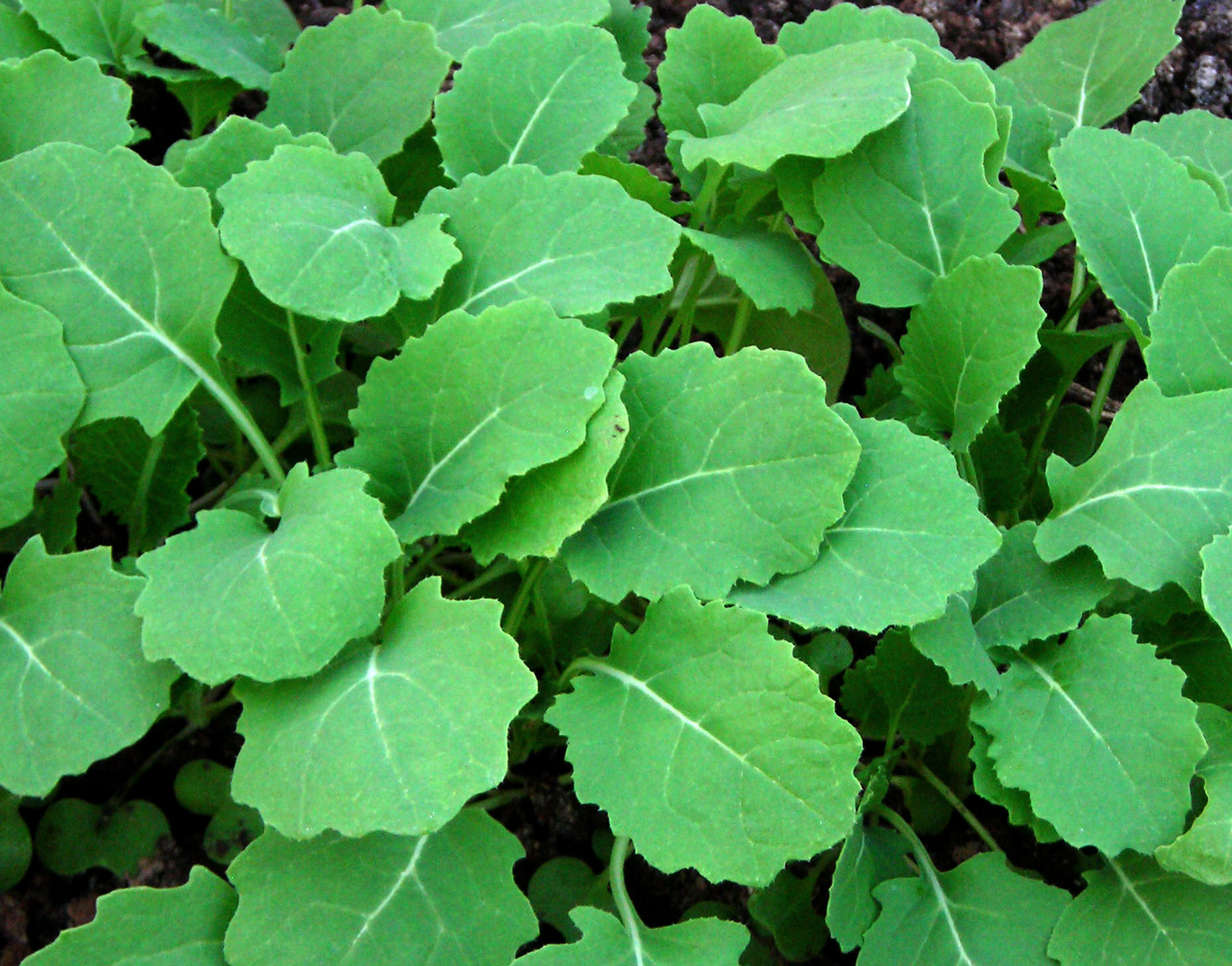 Hanover Salad (Spring) Kale, 2 g Southern Exposure Seed Exchange
