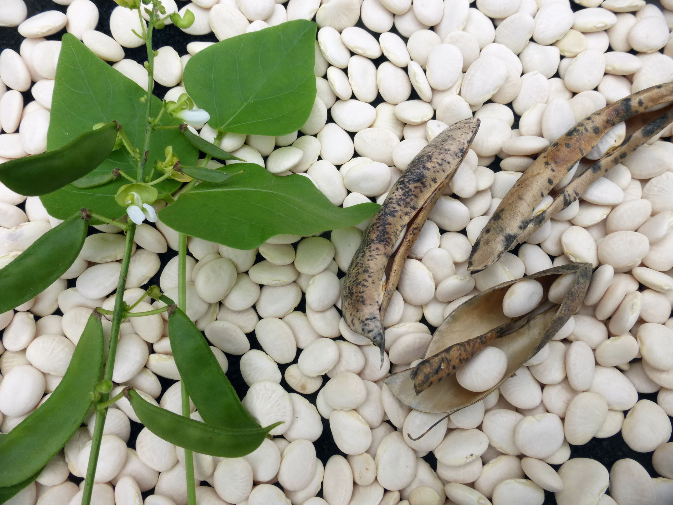 Henderson Bush Bush Lima Bean, 28 g Southern Exposure Seed Exchange