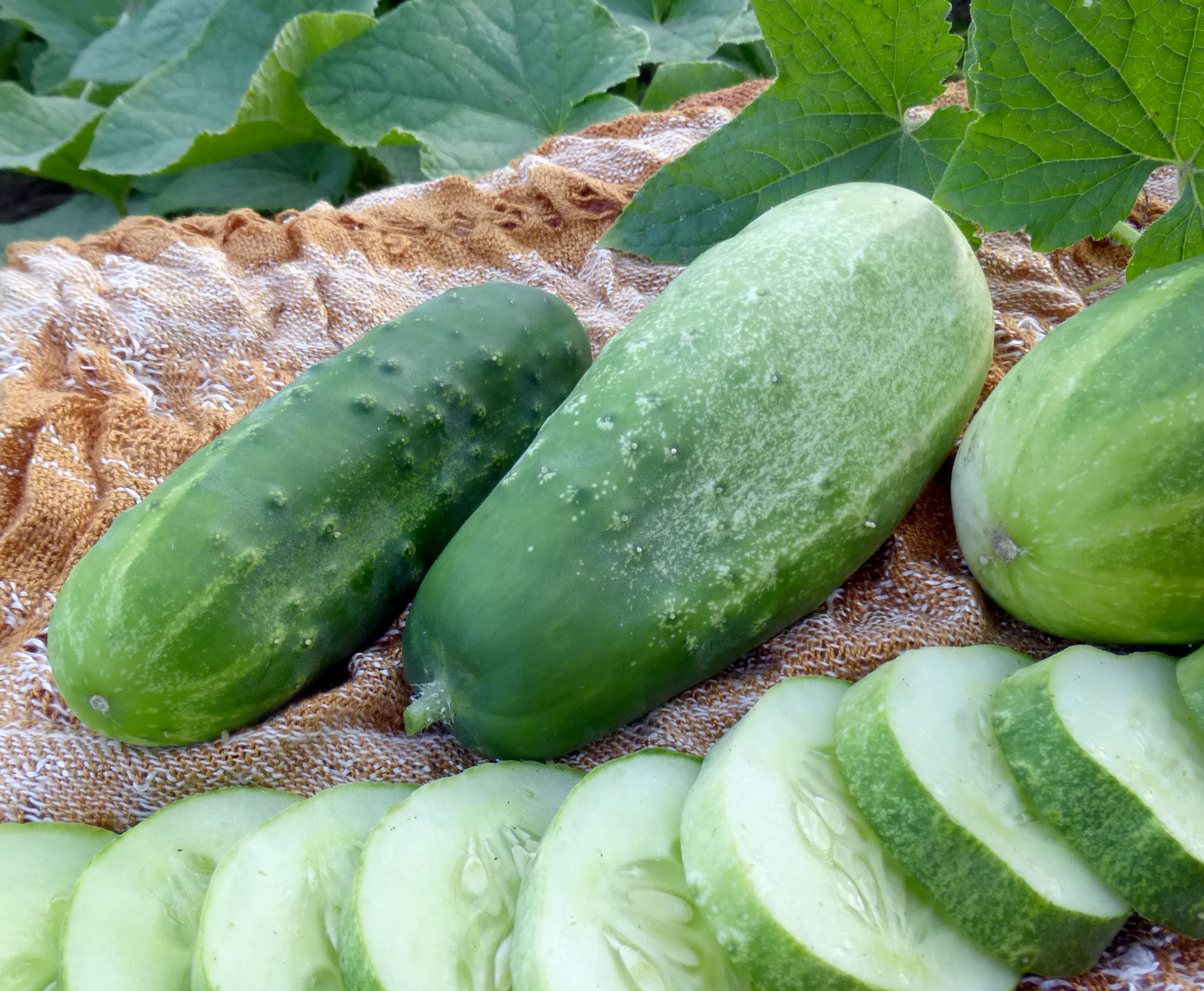 Homemade Pickles Pickling Cucumber, 2 g : Southern Exposure Seed