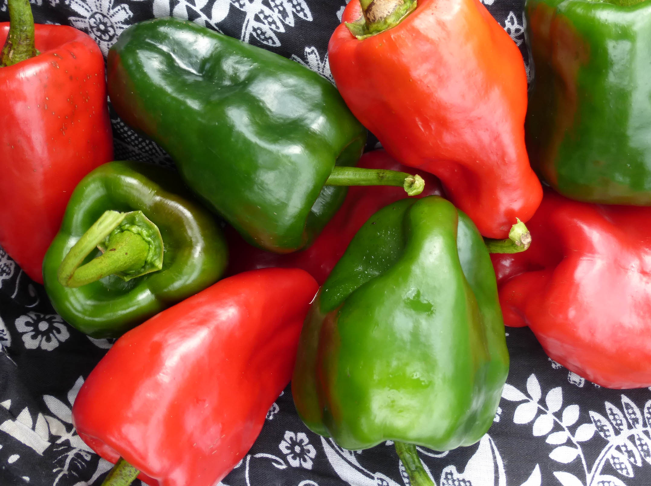 Ancho Poblano Hot Pepper, 0.3 g Southern Exposure Seed