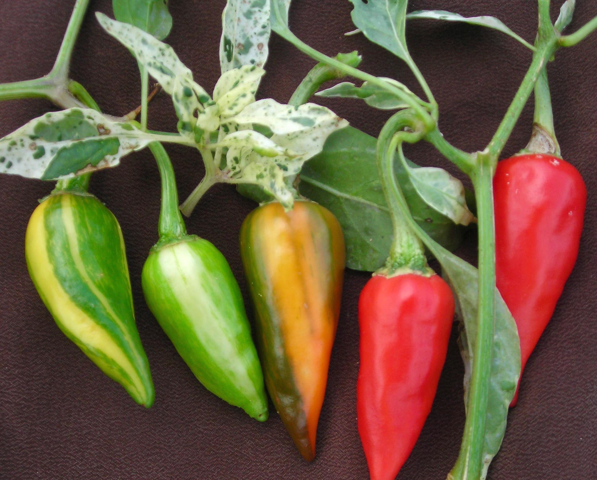 Fish Hot Pepper, 0.3 g Southern Exposure Seed Exchange