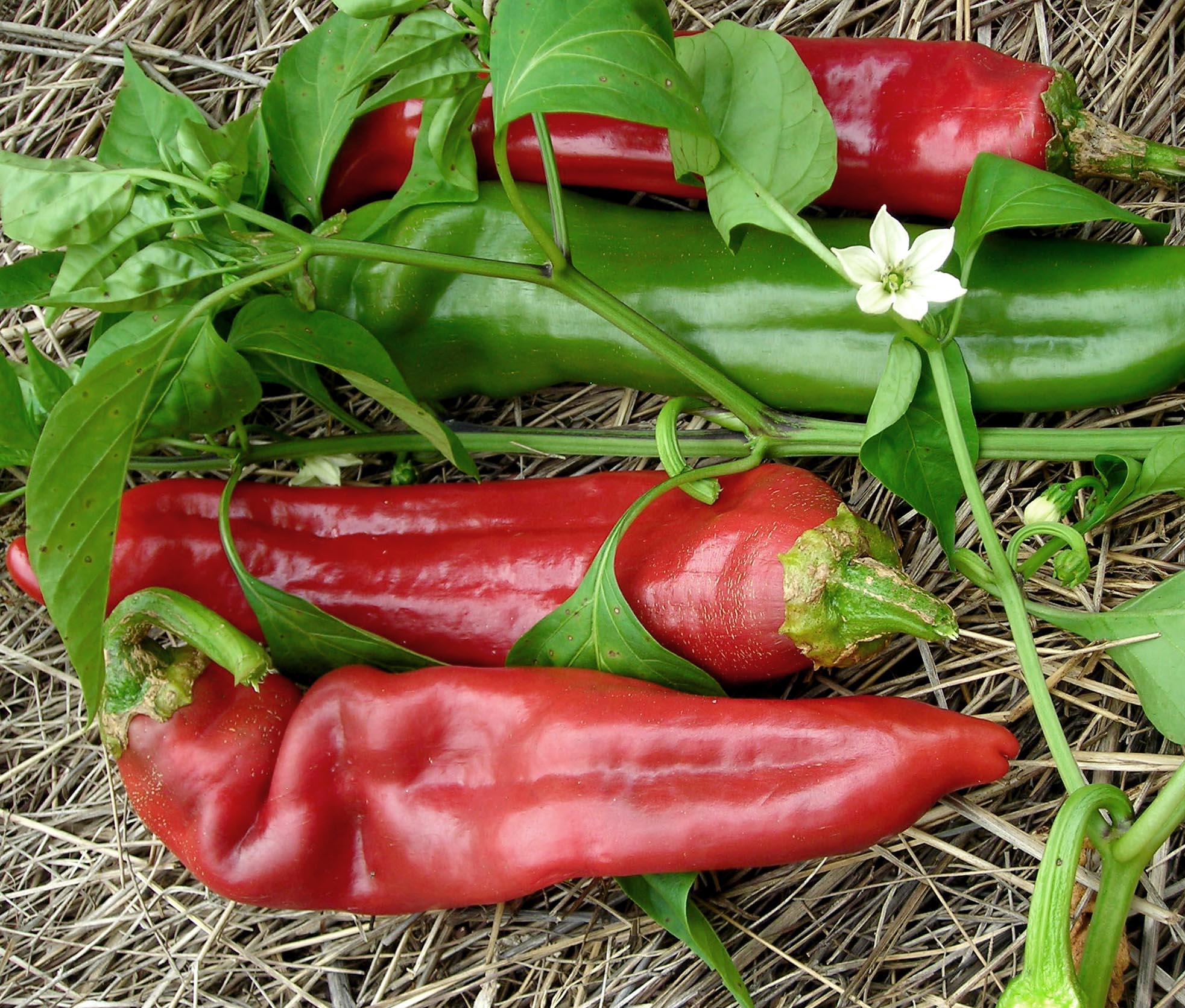 Numex Big Jim Hot Pepper, 0.3 g Southern Exposure Seed Exchange