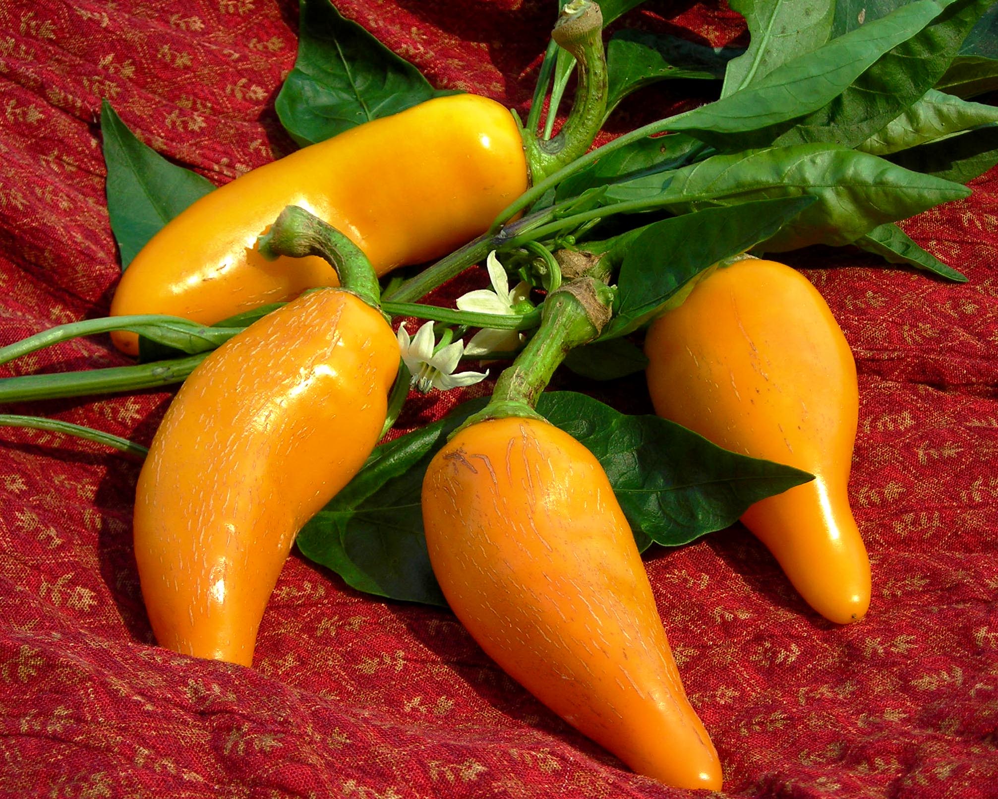 Orozco (Carrot Chile) Hot Pepper, 0.3 g Southern Exposure Seed