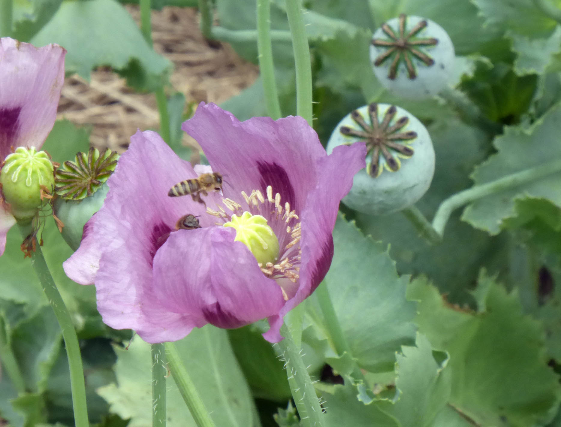 Poppy, Breadseed, Hungarian Blue, 0.25 g : Southern Exposure Seed