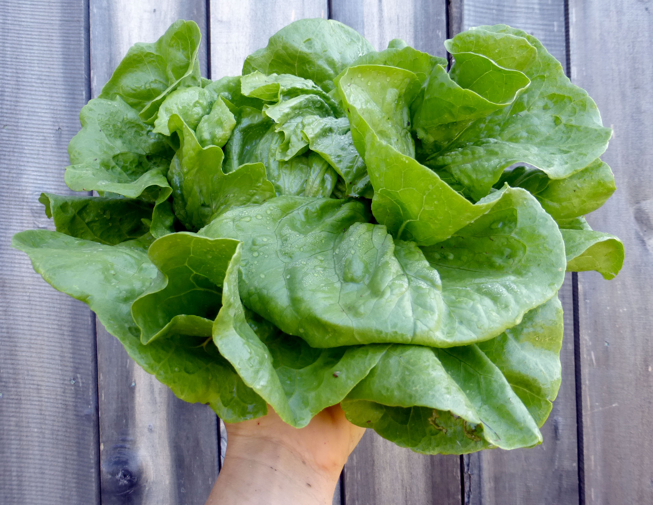 Anuenue Batavian/ Crisphead Lettuce, bulk size 7 g Southern Exposure