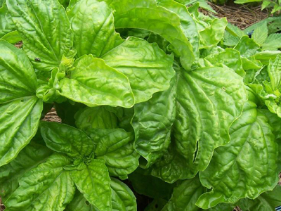 Image result for lettuce leaf basil