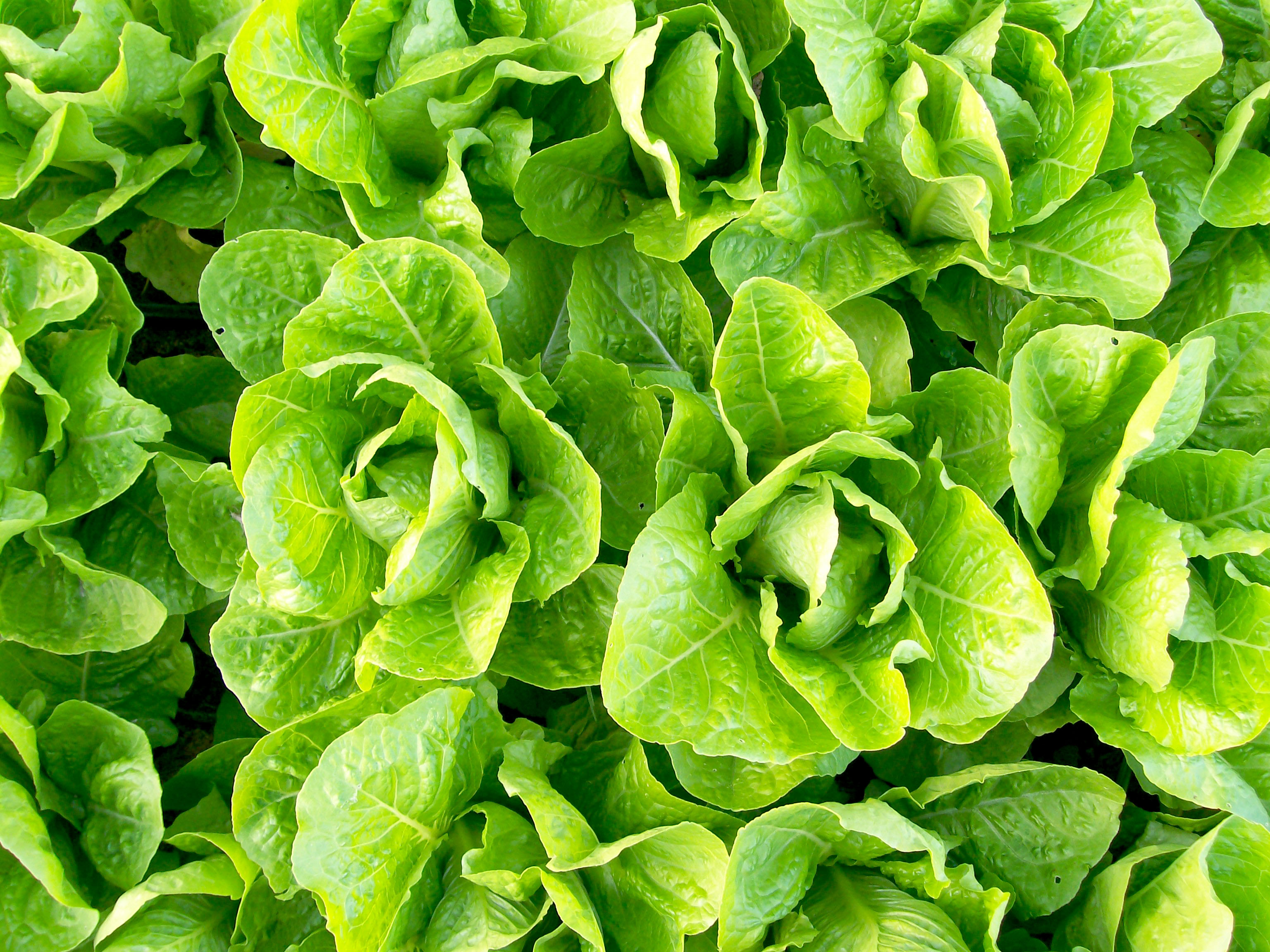 Jericho Romaine Lettuce 0 5 G Southern Exposure Seed Exchange 
