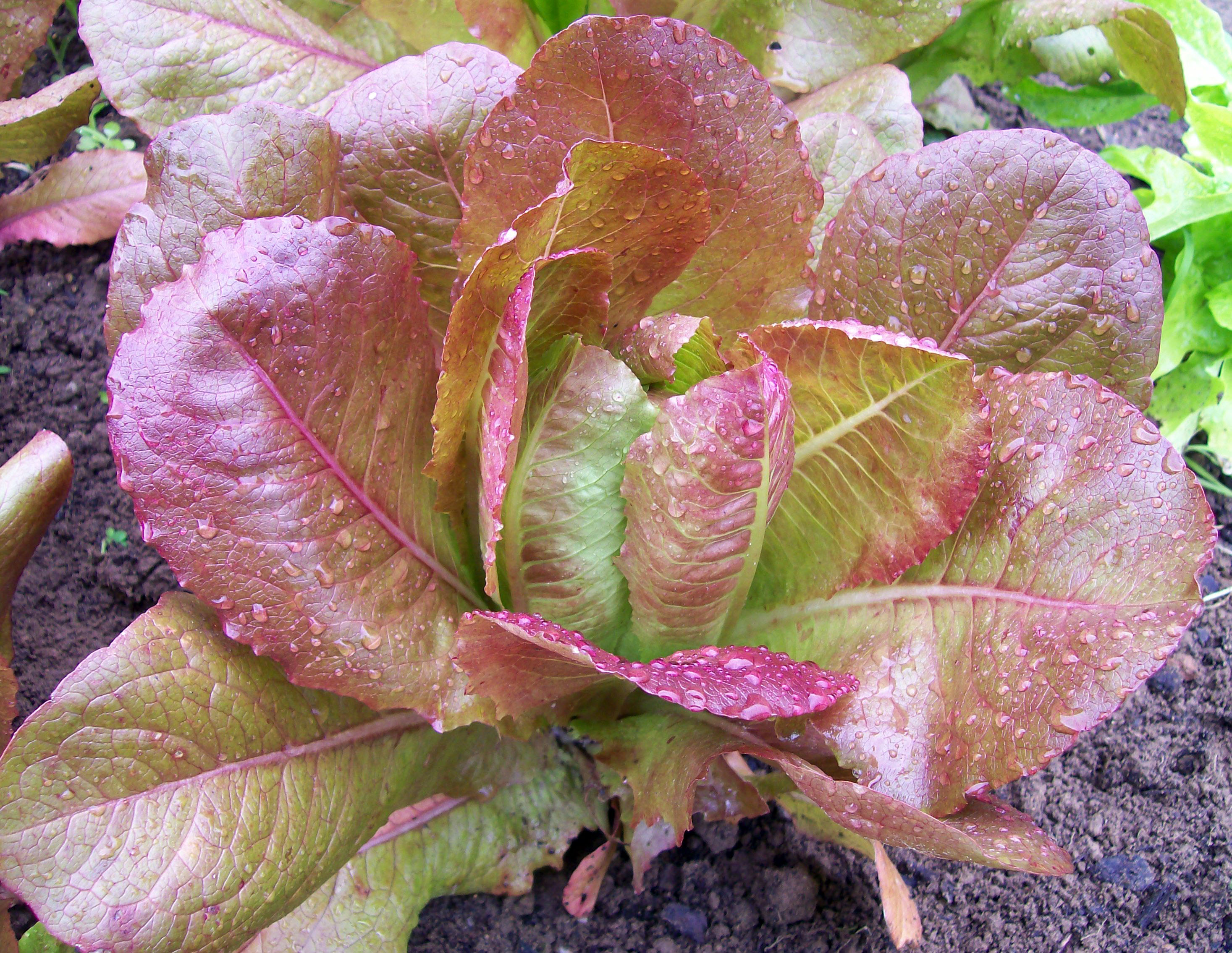Rouge D Hiver Red Winter Romaine Lettuce Bulk Size 7 G Southern rouge-d-hiver-red-winter-romaine-lettuce-bulk-size-7-g-southern