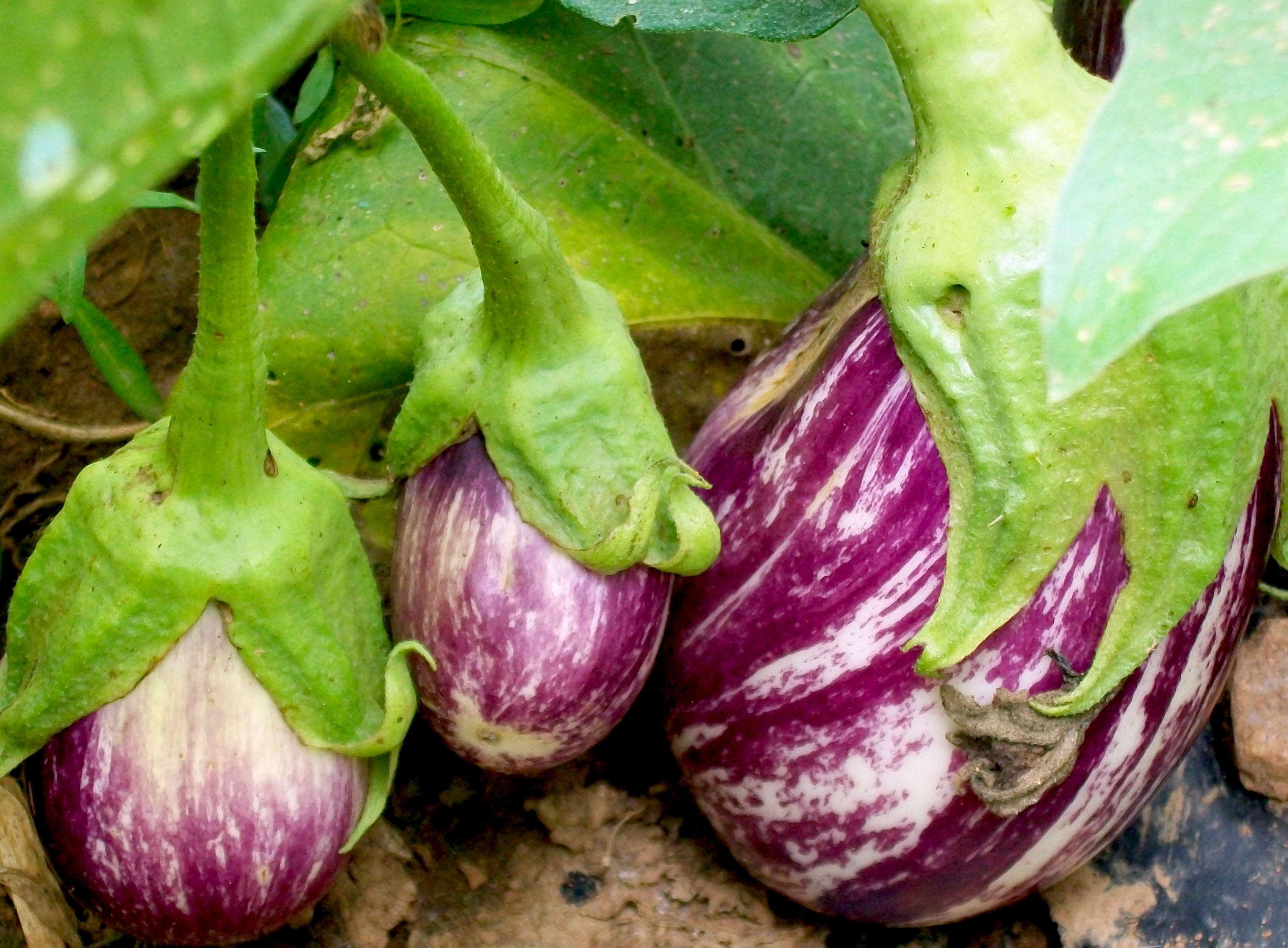 Listada De Gandia Eggplant, 0.25 g : Southern Exposure Seed Exchange