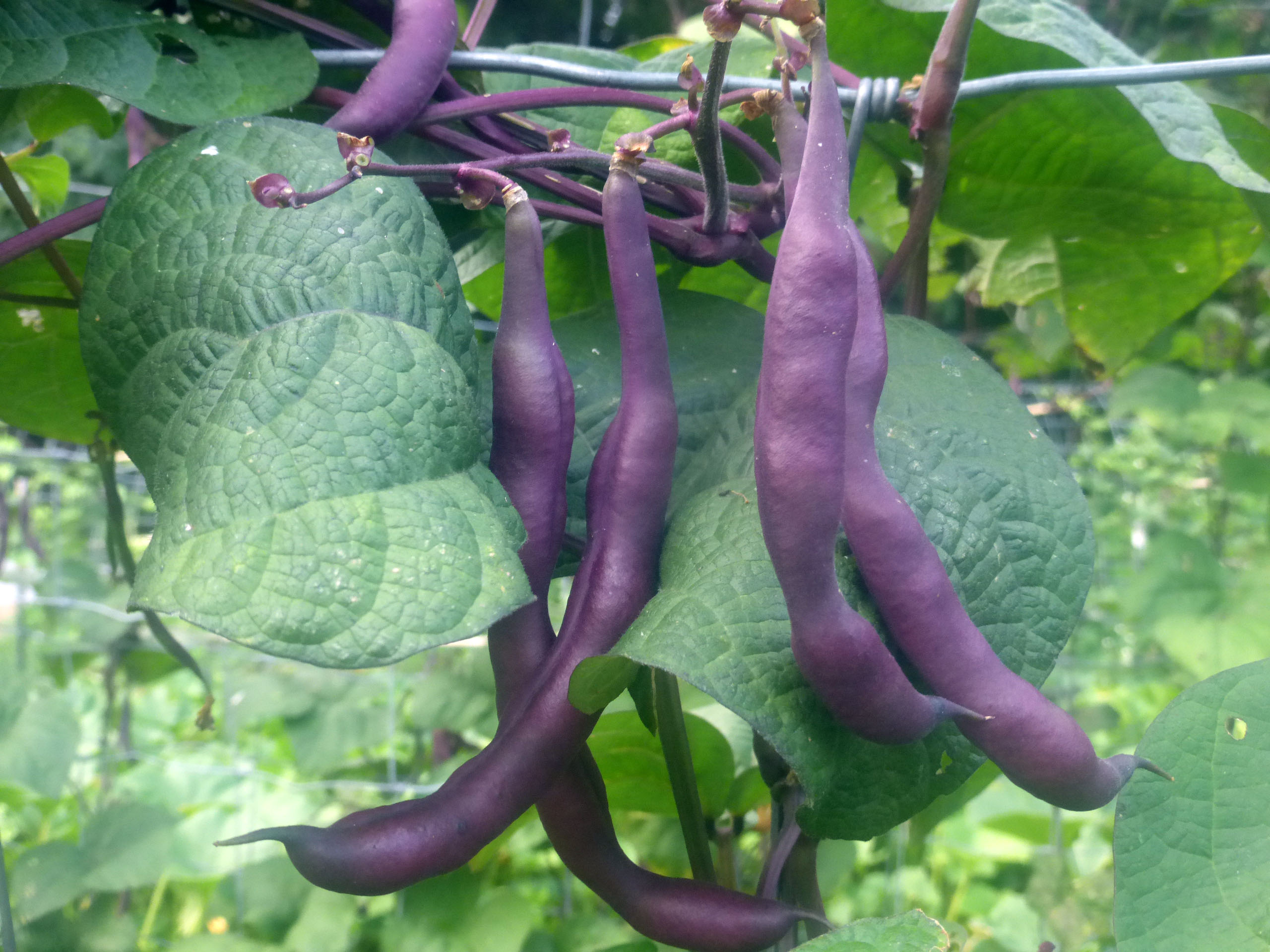 Louisiana Purple Pod Pole Snap Bean, 28 g : Southern Exposure Seed