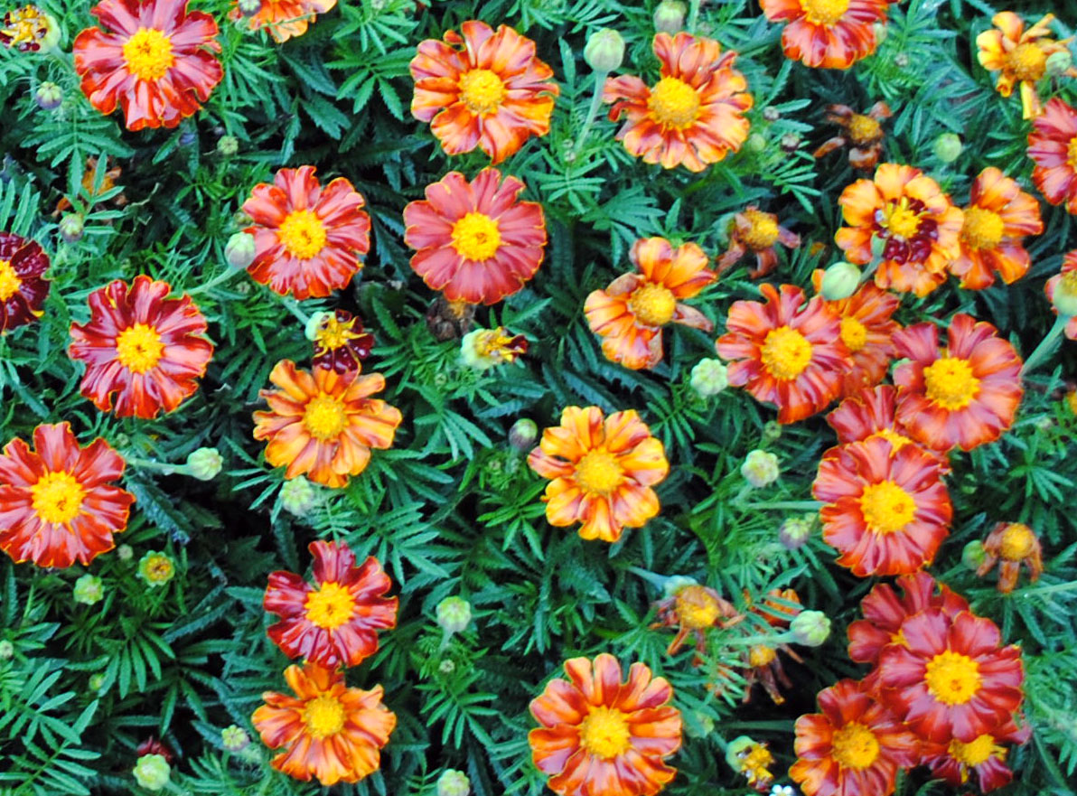 French Marigold, Tashkent 1, 0.5 g Southern Exposure Seed Exchange