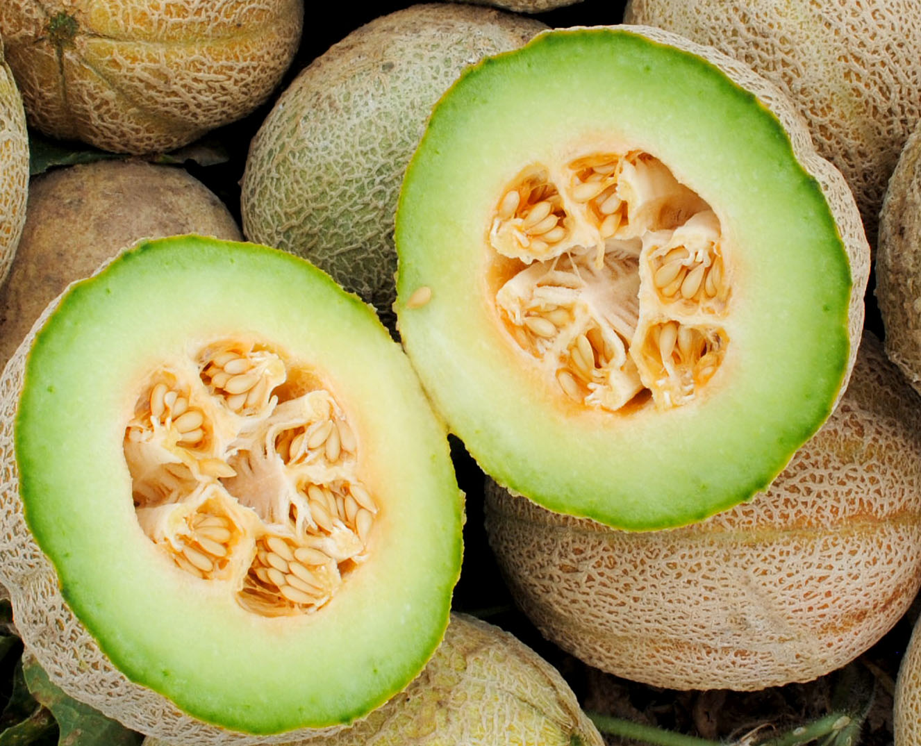 Eden Gem (Rocky Ford) Muskmelon, 2 g : Southern Exposure Seed Exchange