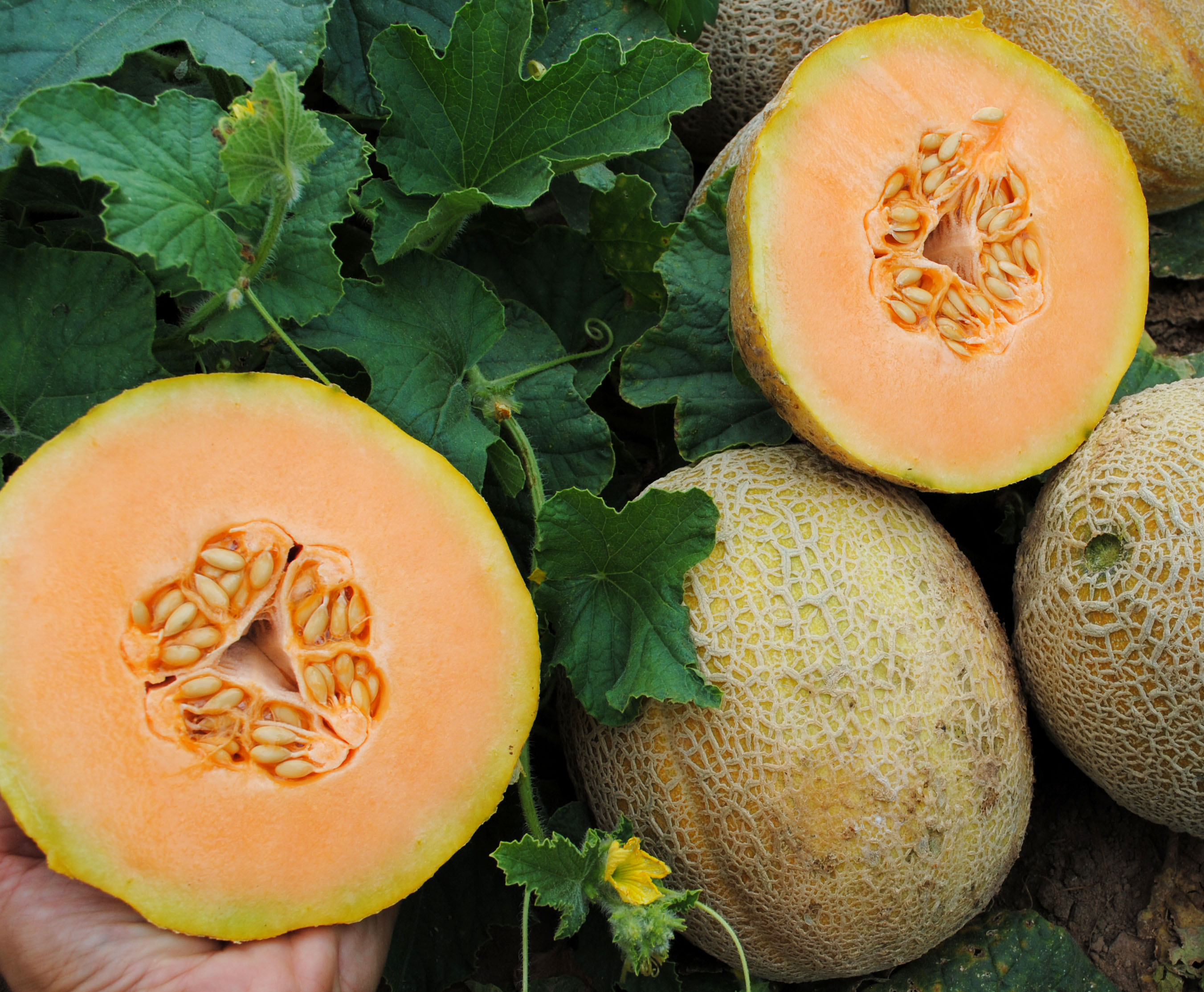 Sweet Passion Muskmelon, 2 g : Southern Exposure Seed Exchange, Saving